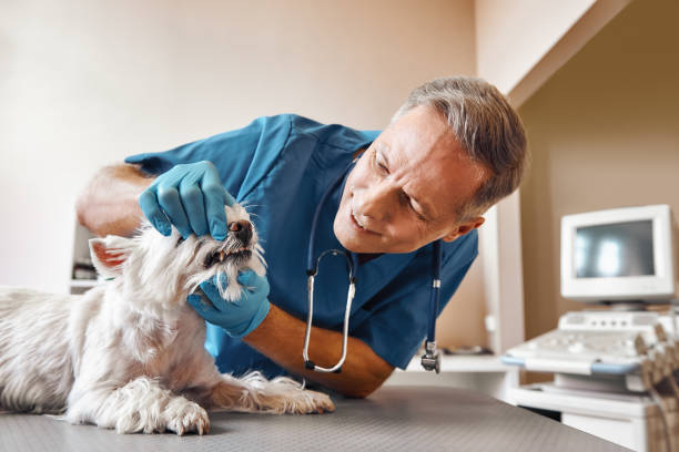 Best Broken or Cracked Tooth Emergency Dentist in Seabrook Island, SC